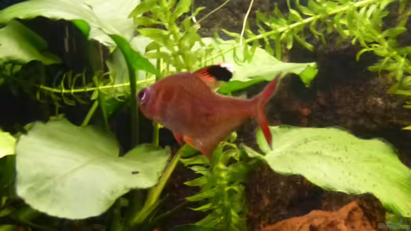 Aquarien mit Hyphessobrycon bentosi (Sichelsalmler)