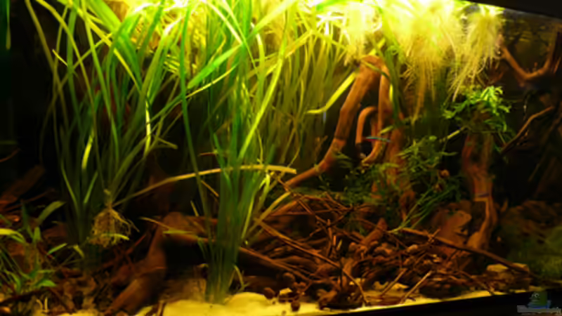 Sicht vom Bett aus von Cichlid Power (13)