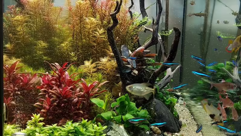 Sicht von der Seite von YoshiMaus (10)