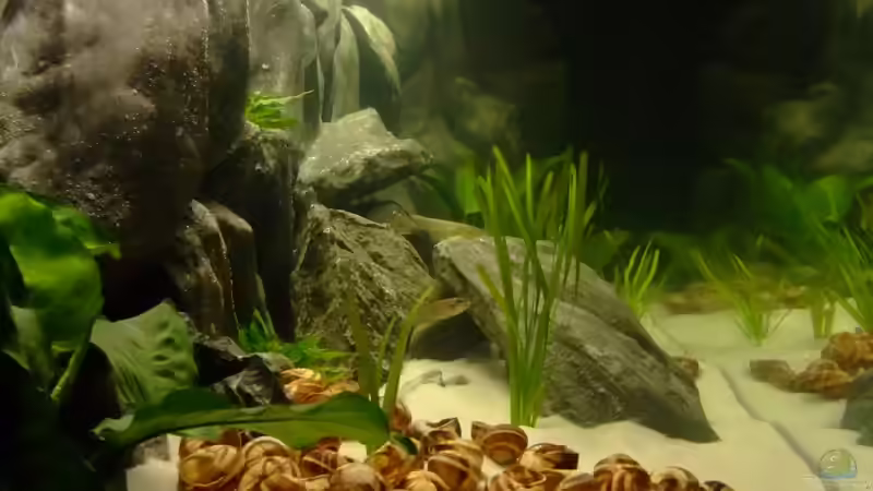 Sicht von linker Stirnseite 04.2013 von Trooper (12)