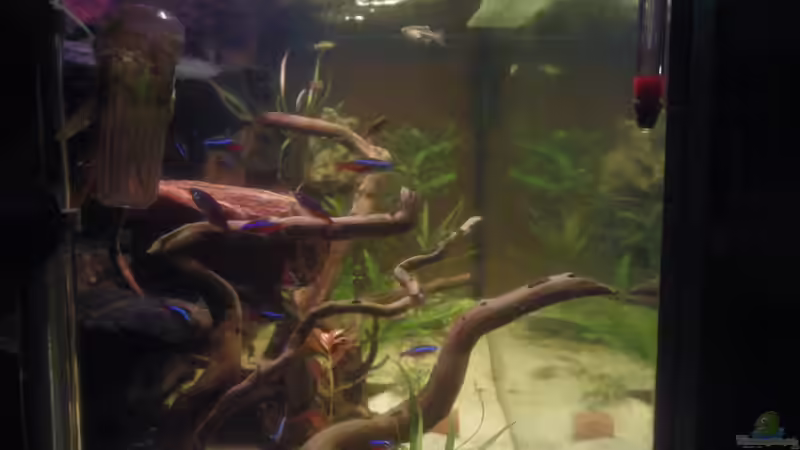 Sicht von links von Jermaine Manassee (8)