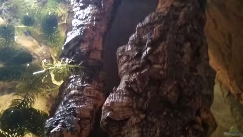 Sicht von Oben auf die Korkröhre von AquaTobi90 (20)