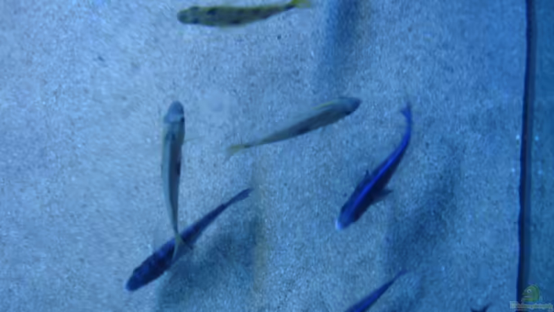 sicht von oben das Aquarium ist offen von Renè Rupf (32)