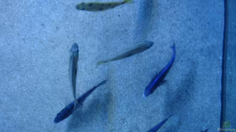 Aquarium einrichten