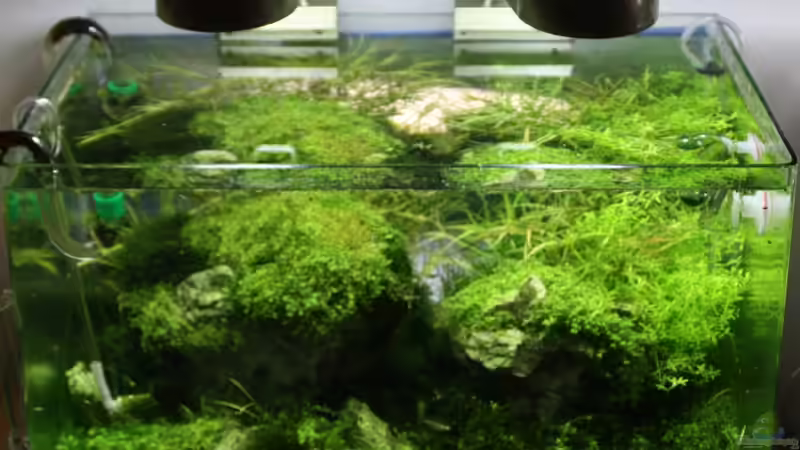 Sicht von oben von Arami Gurami (8)