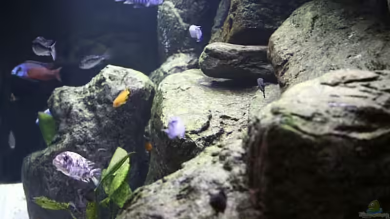 Sicht von rechts von Nivus (5)