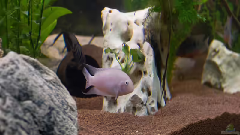 Sichtschutz von GoreSlayer (49)