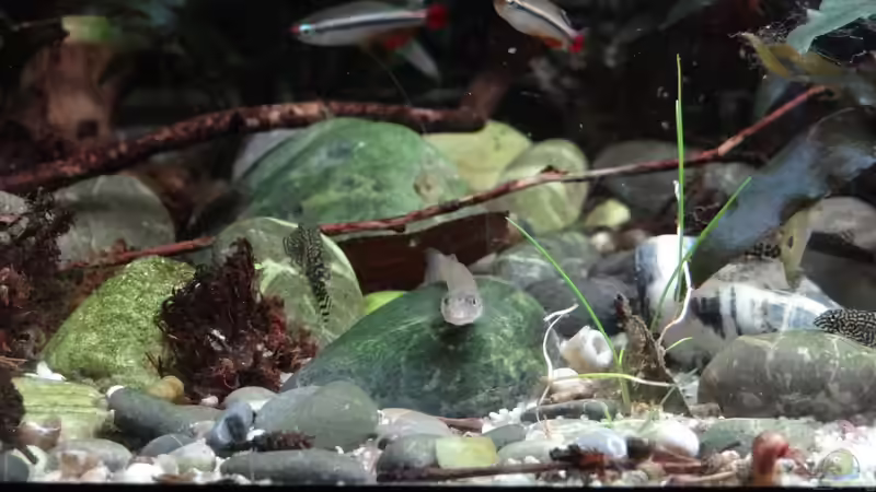 Sicyopus exallisquamulus von paris (21)