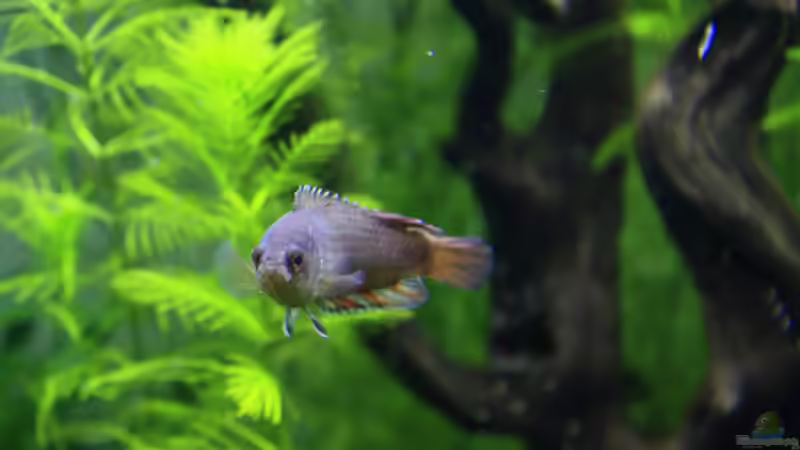 SIE ( die Schöne ) mein Liebling von OrangeBuschfisch (29)