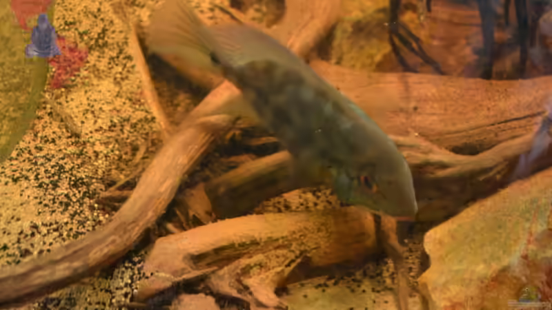 Sie, mal alleine bei der Brutpflege. von GGuardiaNN (97)