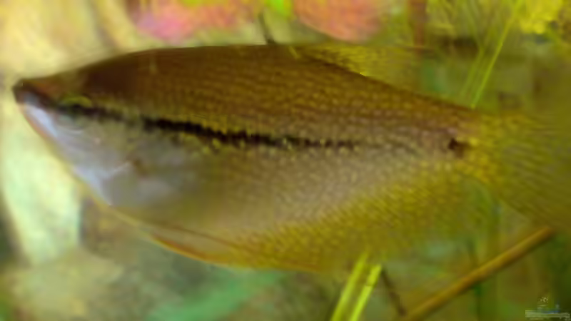 Sie bekommt bald wieder Gesellschaft von anderen Mosaikfadenfischen von Oase (6)