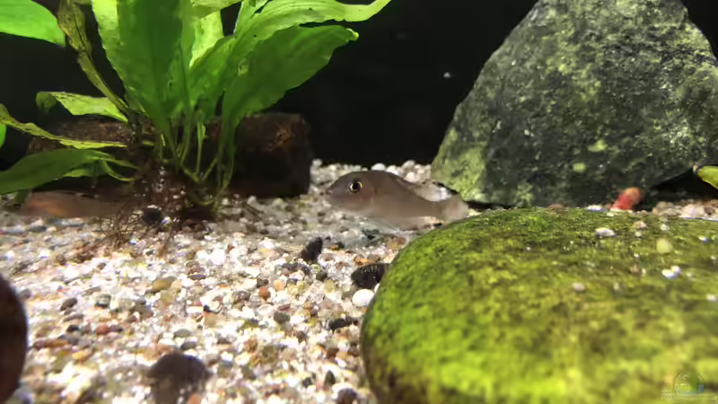 Sie hält sich im Hintergrund an der Höhle auf... von Helga Kury (3)