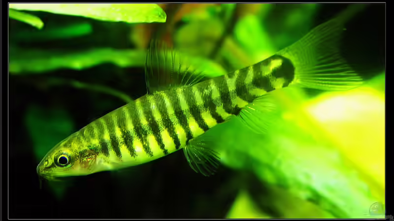 Sie hat zwar Streifen aber ein Tiger ist sie nicht , die Tigerzwergschmerle !