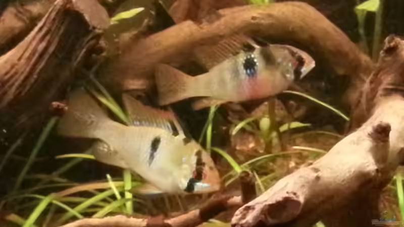 sie ist Chef - im richtigen Winkel glitzern sie fast überall leicht bläulich von Shinra (10)