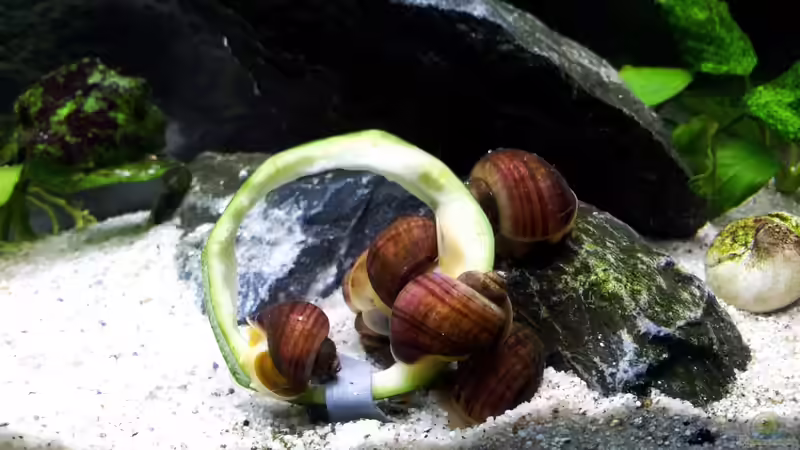 Sie lieben es!  :) von The BugZ (33)