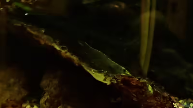 sie lieben Seemandelbaublätter von Pflanzennarr (46)