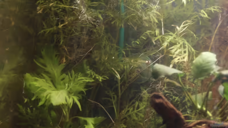 sie müssen noch ein bisschen wachsen von isabelle... (8)