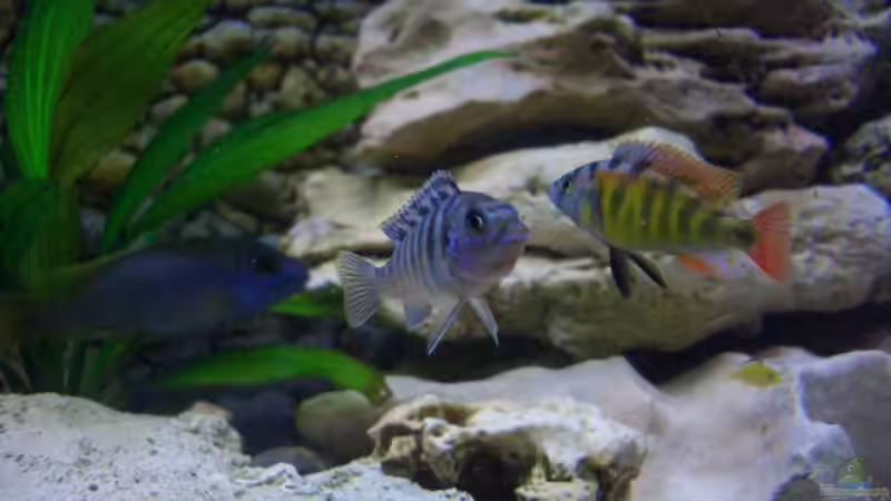 sie passen zwar nicht unbed. aber verstehen sich gut von Jürgen Kopp (13)