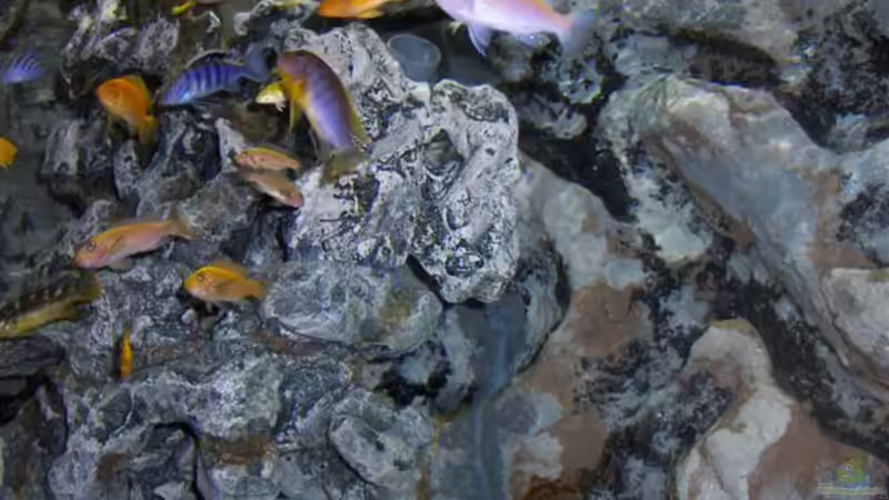 Sie sind immernoch hungrig!! von Ronny Kretschner (14)