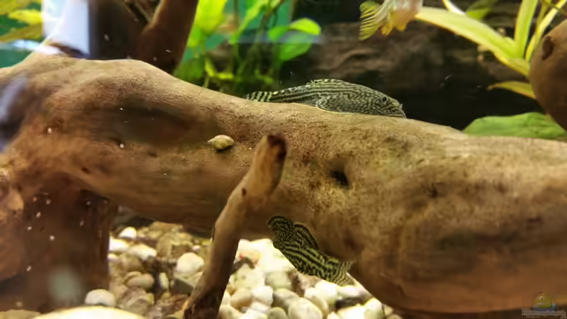 Sie sitzen überall. von SvenDerGroße (11)