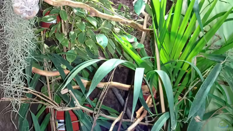 Sie stehen endlich! von Cichliden-Kabuff (16)