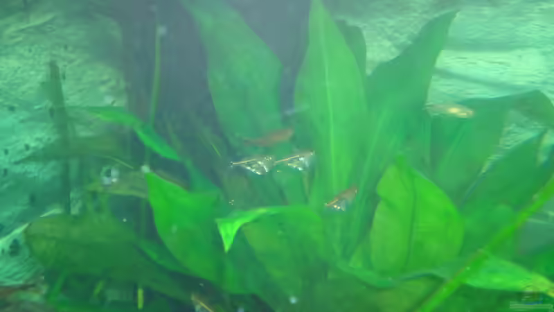 Sie stehen in ihrem Reich von atom010 (53)