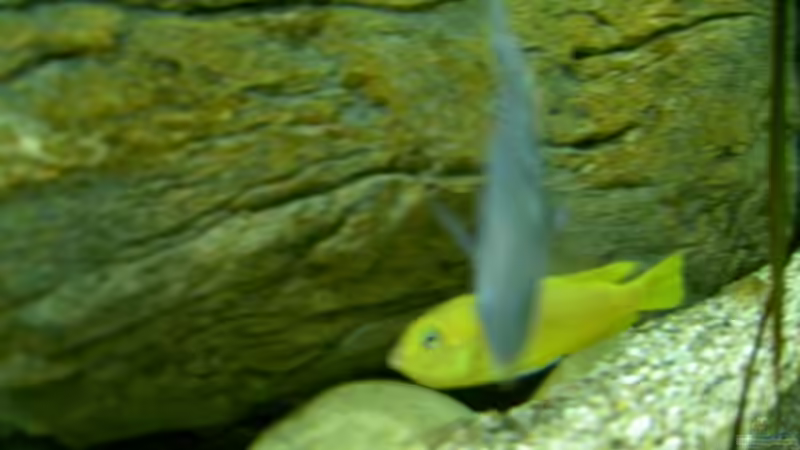 Sie trägt auch Eier im Maul! von Thorsten Peetz (23)