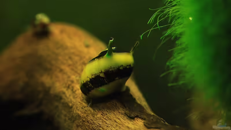 Sie trägt ein Geweih und nützlich ist sie auch,die Geweihschnecke Clithon sp. !