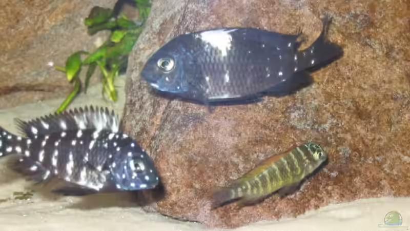 Sie wachsen... von Anja und Ingo Hermes (15)