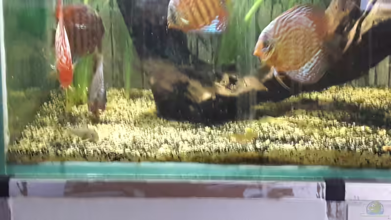 Sie wachsen und gedeihen:D  von AmazonasFreak91 (8)