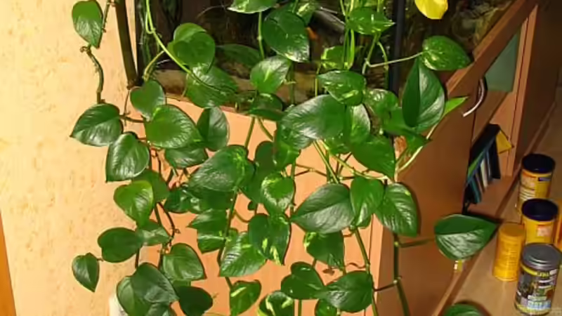 Sie wachsen und wachsen und wachsen, Efeututen von Claudia Müller (8)