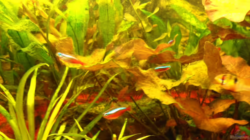 sie wachsen(die Algen leider auch ;-) von Pico (7)