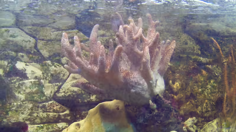 Sie wächst noch von Frank Stahn (3)