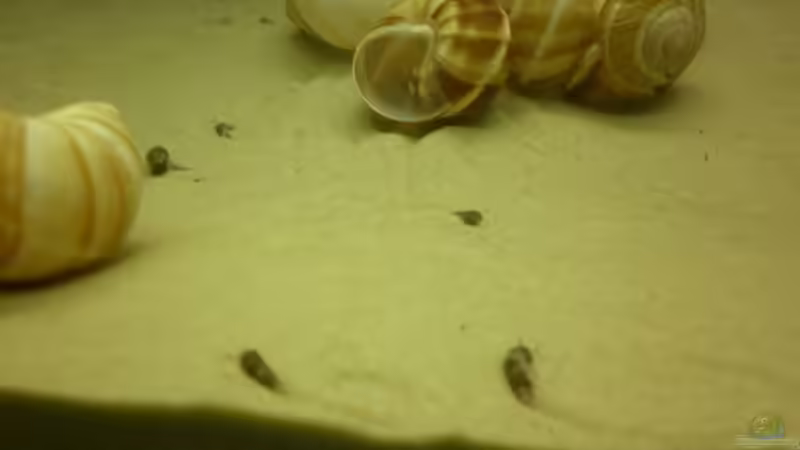 Sie ziehen schon ihre Bahnen auf der suche nach dem ersten Futter in Form von tetra von Julien Preuß (49)