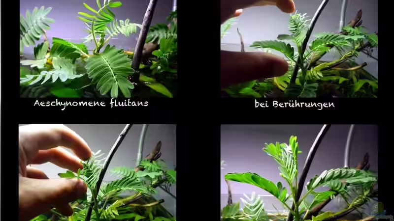 siehe Pflanzenbeschreibung und Foto von Chris_R. (23)