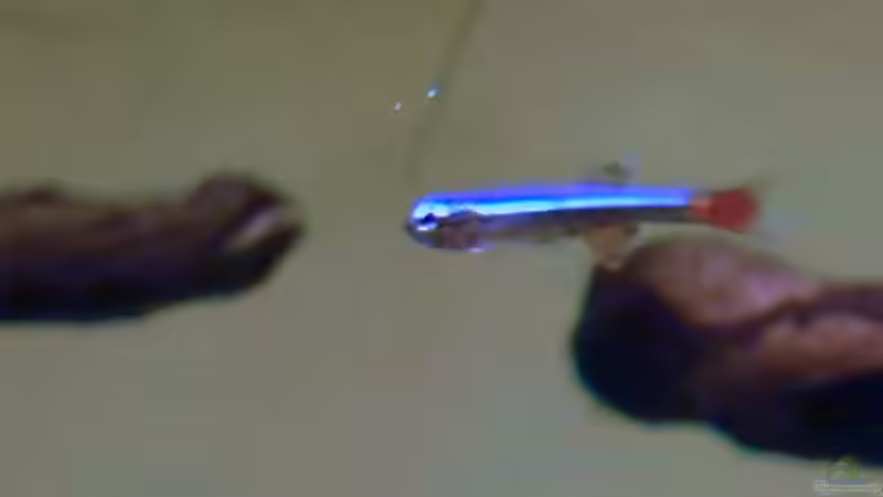 sieht aus wie ein Neon, ist aber ein Kardinälchen von Summse (51)