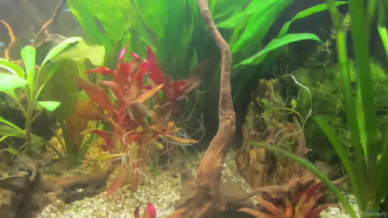 Sieht noch etwas ´licht´ aus aber das wuchert schnell zu - FROI von Mofafi-Liebhaber (46)