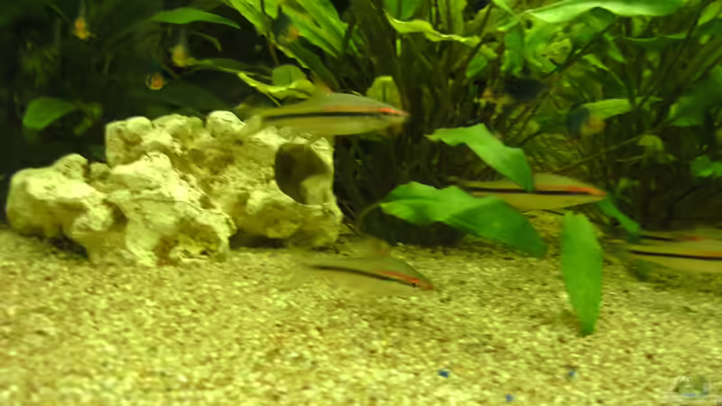 Einrichtungsbeispiele für Aquarien mit Puntius denisonii (Denisonbarbe / Rotstreifenbarbe / Rotstreifen-Torpedofisch)