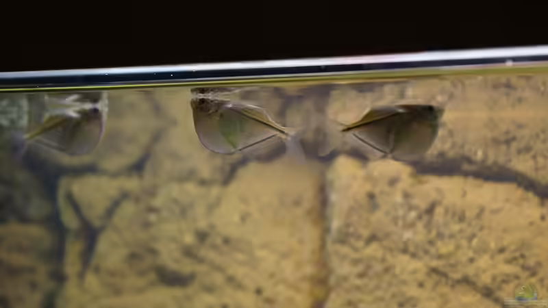 Silber-Beilbauch von Birkenzeisig (19)