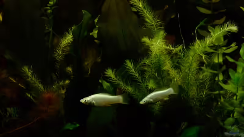 Silber Mollies von TetraMike (31)