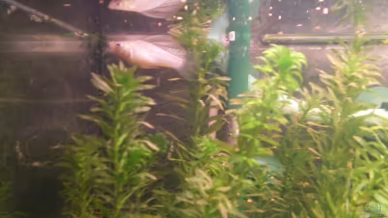 Silber molly mänchen von Thomas Weißleder (18)