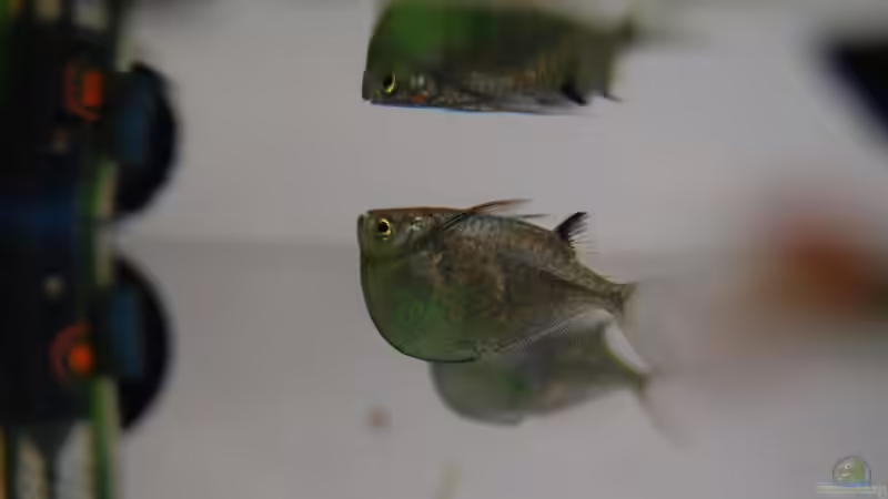 Silberbeilbauch von Wolfgang Dörfler (5)