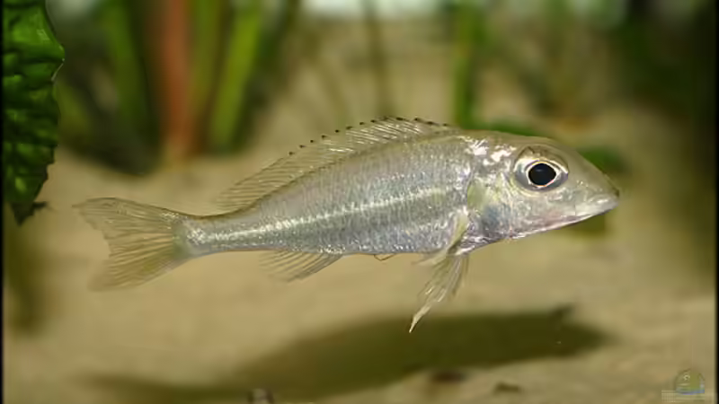 silberfarbenes Callochromis pleurospilus-Weibchen von Andreas Werth (11)