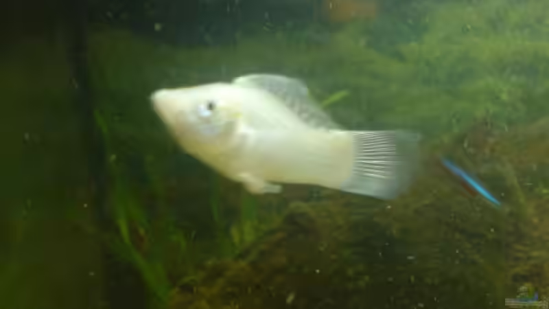 Silbermolly^^ von Fabbby (11)