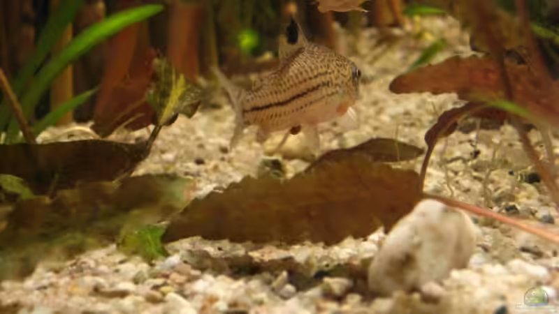 Aquarien mit Corydoras agassizii (Silberstreifen Panzerwels)