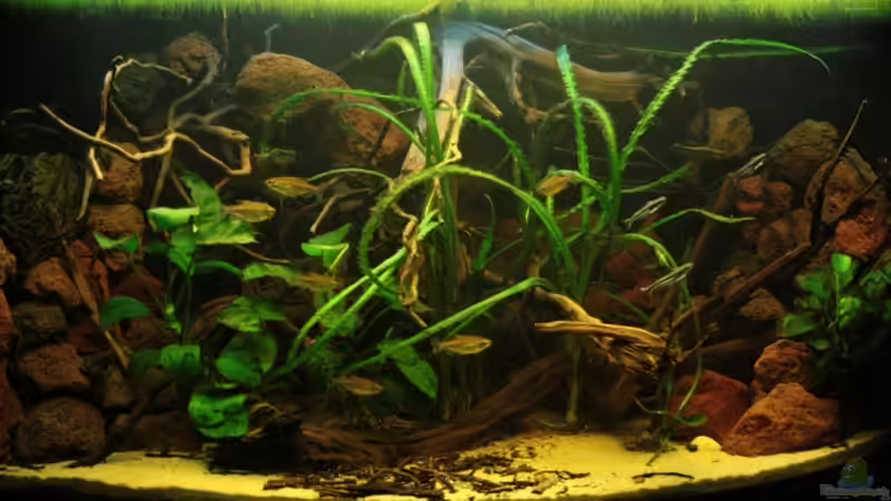 >Silence of Westafrica<  von Bämbel (2)