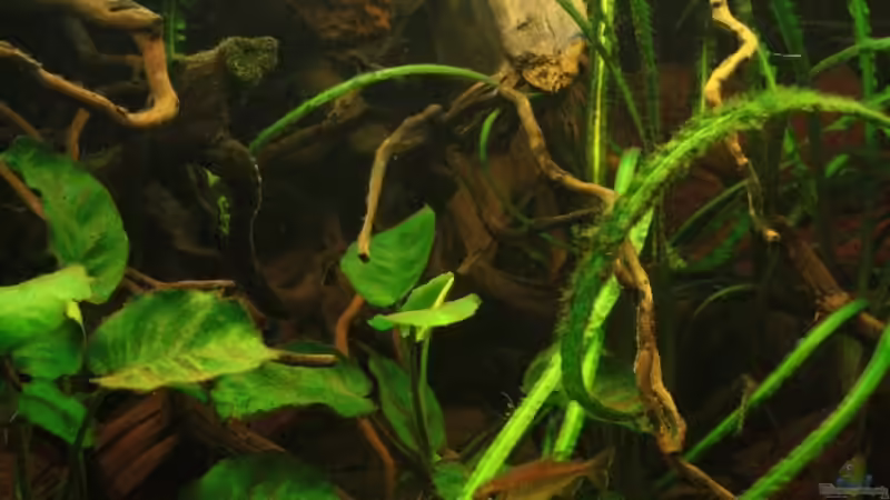 >Silence of Westafrica< Fotografie Hochkant ! von Bämbel (26)