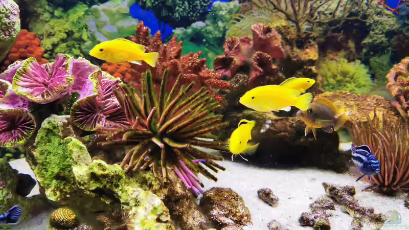 Silikon´anemone´ von Ukulele (2)