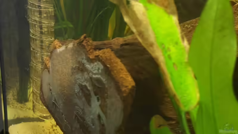 Silikonkonstruktion von Wurzel 4 von Johannes L. (31)