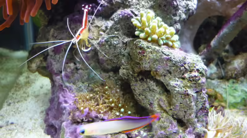 Simbiose von Red ( Jürgen ) (29)